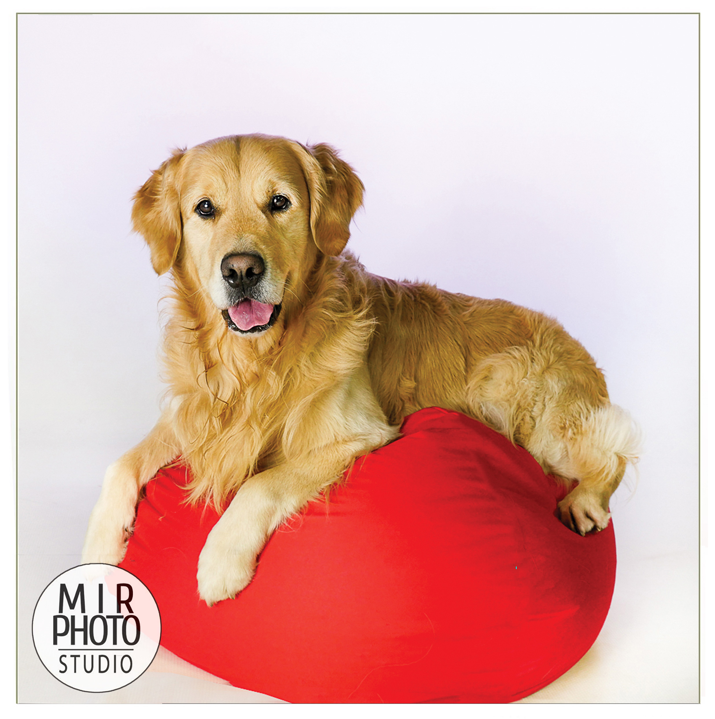 Séance photo chien Réservez une séance photo pour vos animaux