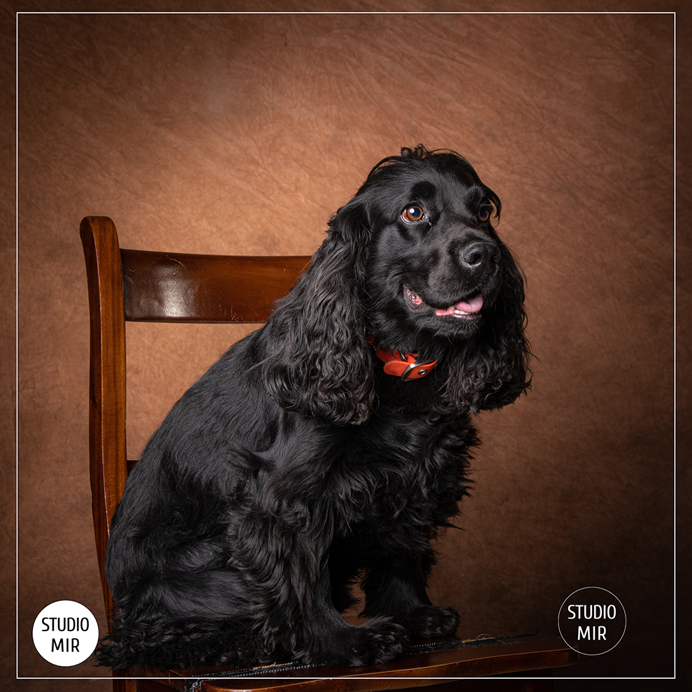 Photographe pour chien dans le Val de Marne