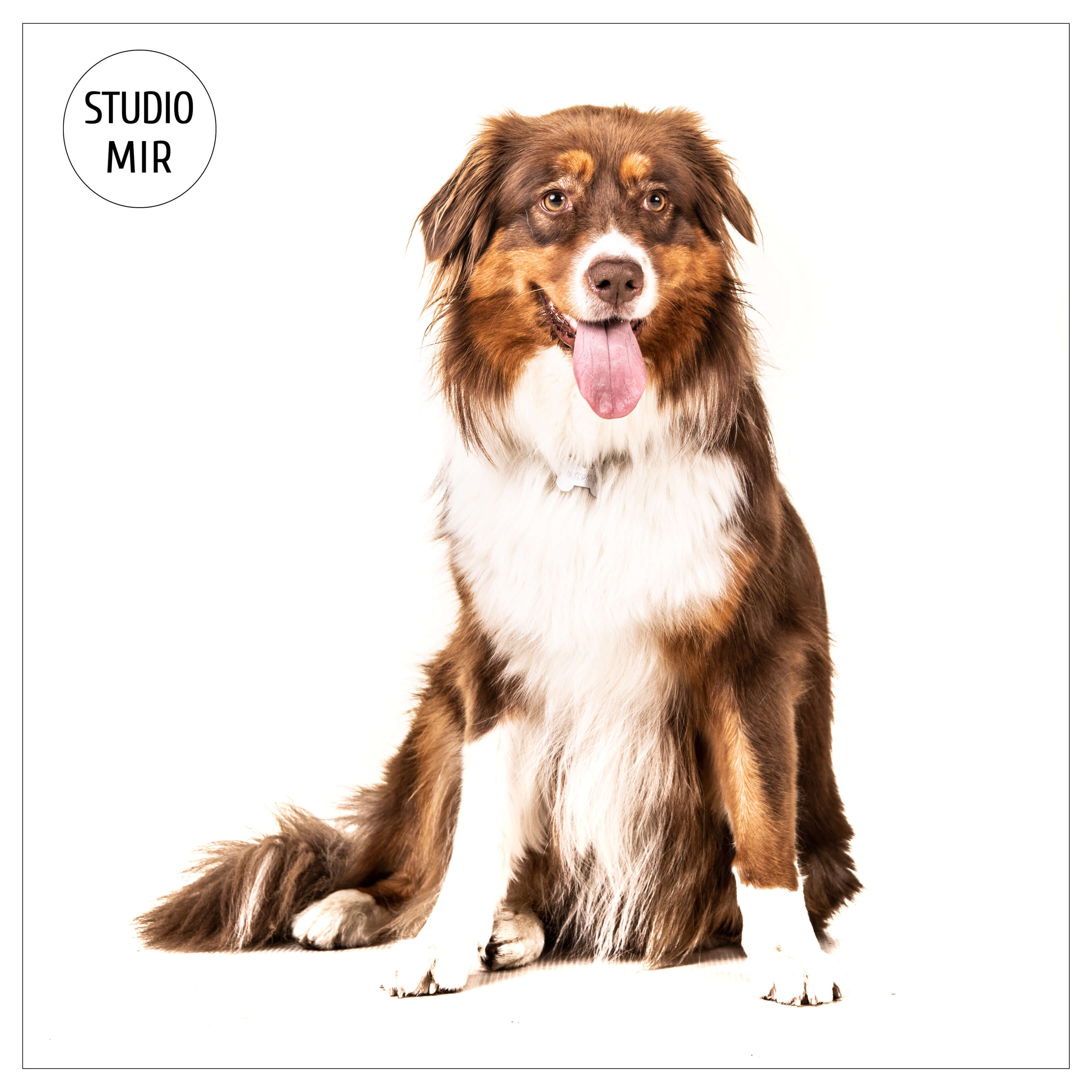 Photographe studio animal de compagnie Val de Marne