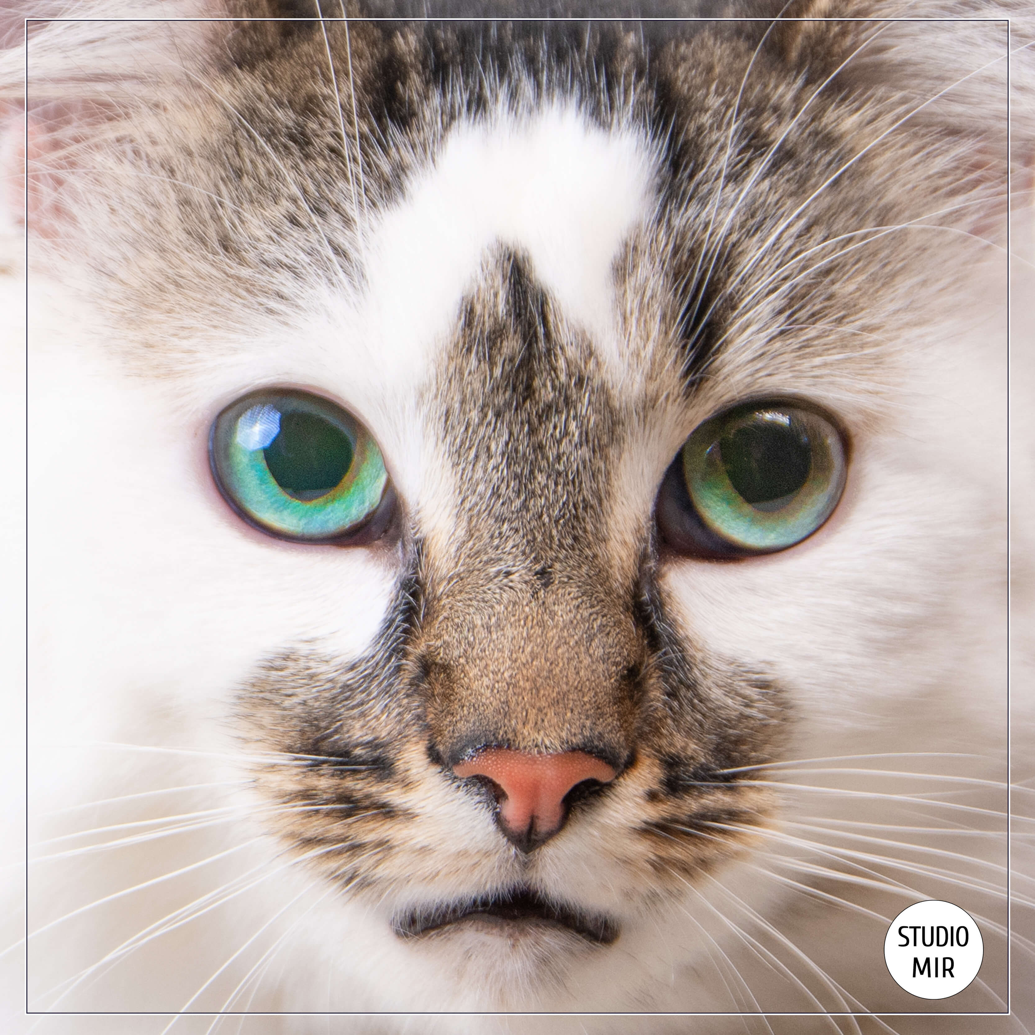Photographe studio animal de compagnie avec un chat