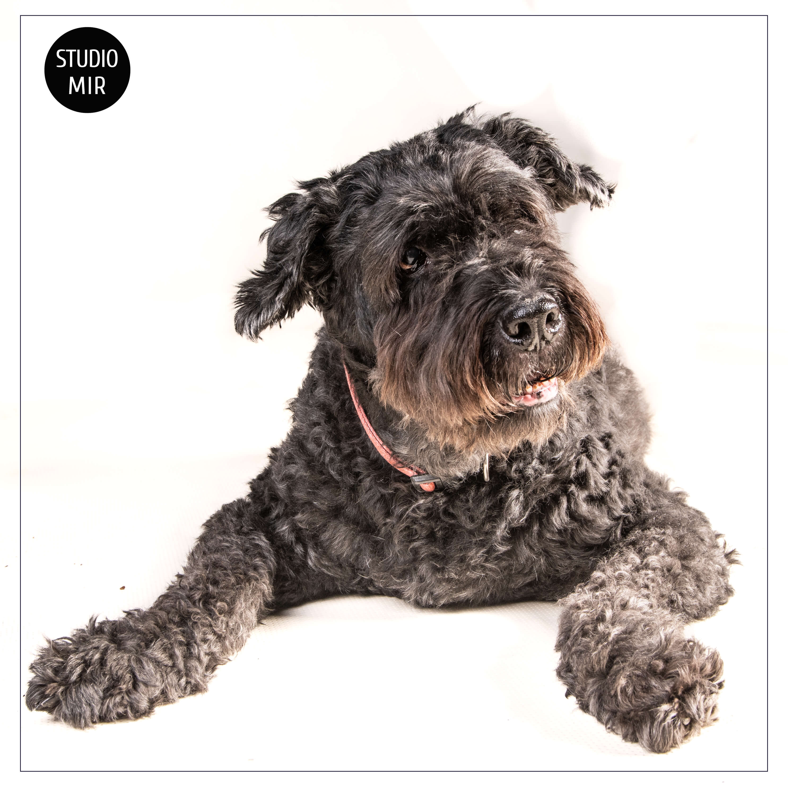 pub-studio-animaux-laure