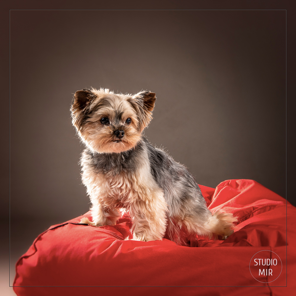Séance photo animaux en studio dans le Val-de-Marne