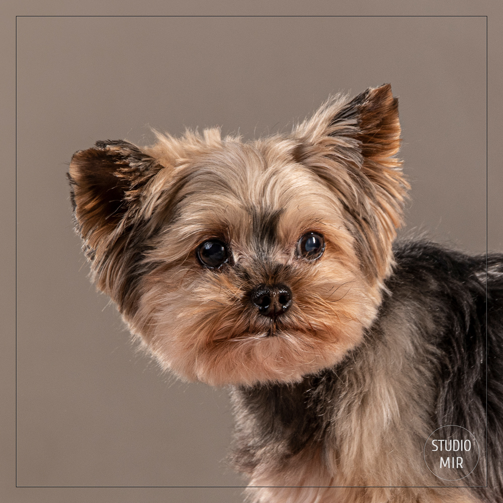Séance photo animaux en studio dans le Val-de-Marne