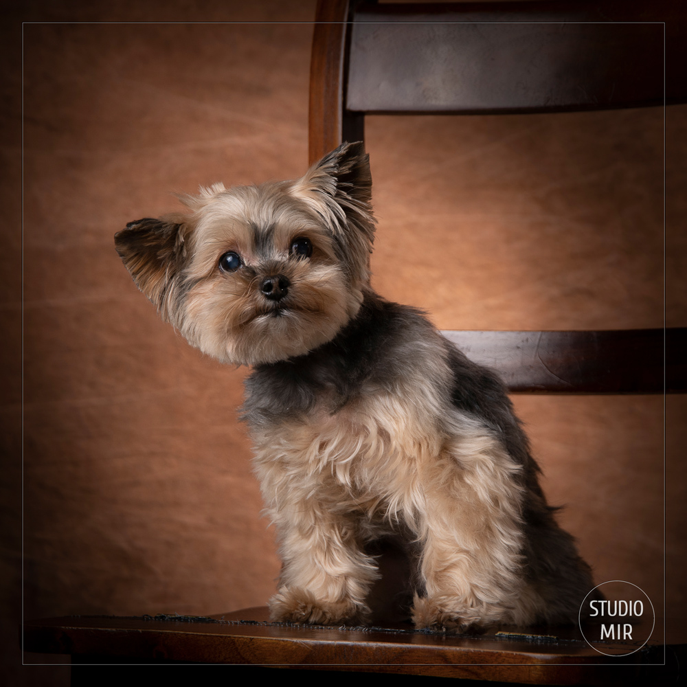 Séance photo animaux en studio dans le Val-de-Marne