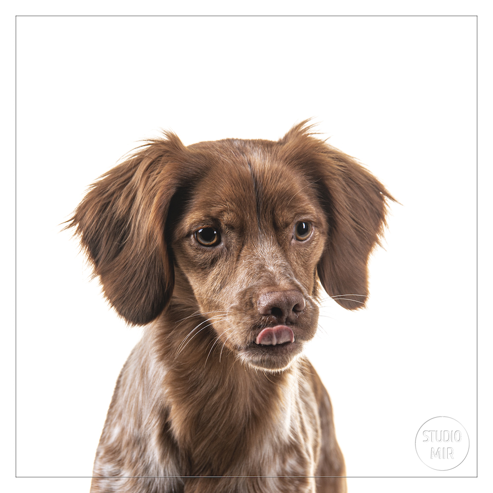 Séance Photo animaux par un photographe professionnel dans le Val de Marne