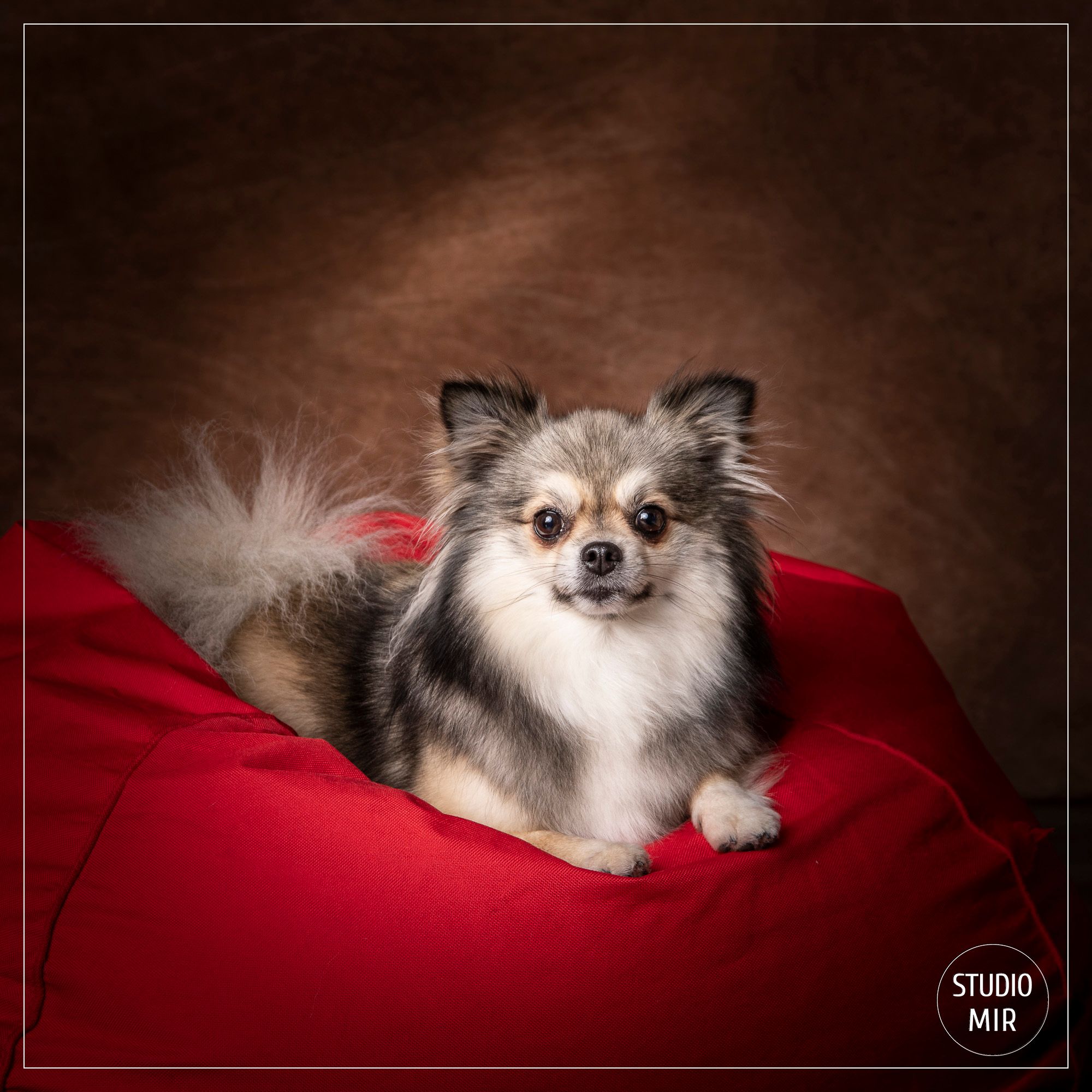Photographe chien spitz dans le Val de Marne