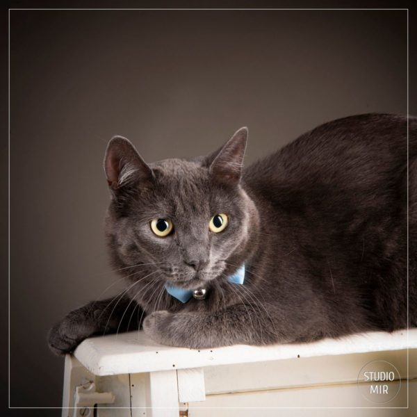 Photographe de chat dans le Val de Marne