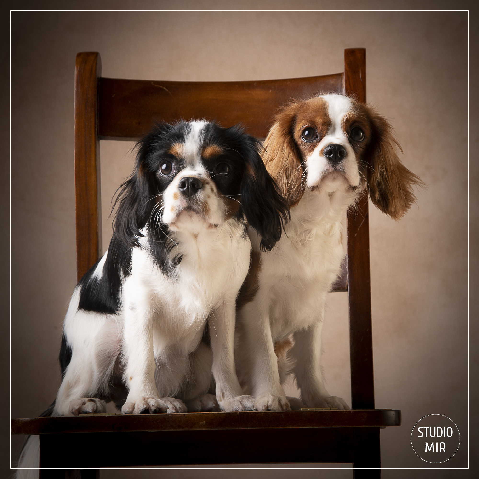 Photographe de chien dans le Val de Marne : shooting photo cavaliers king charles