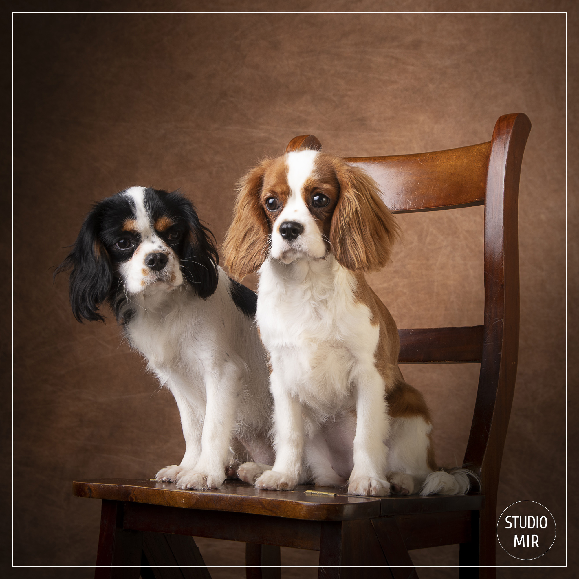 Photographe de chien dans le Val de Marne : shooting photo cavaliers king charles