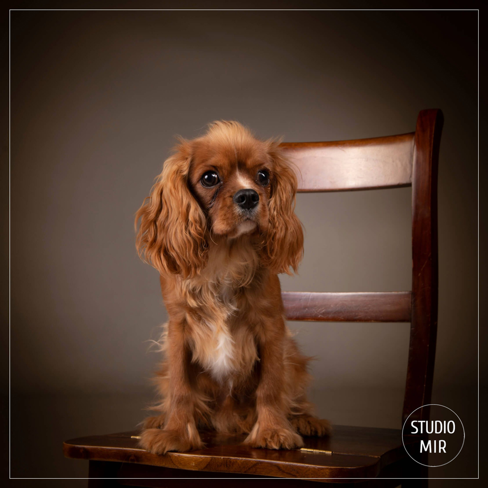 Idée de cadeau originale qui surprend : une séance photo Animaux en Studio dans le Val de Marne