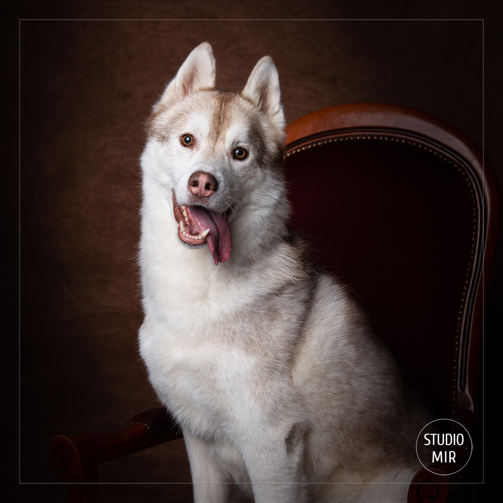 Photographe animalier près de Paris : shooting husky de Sibérie