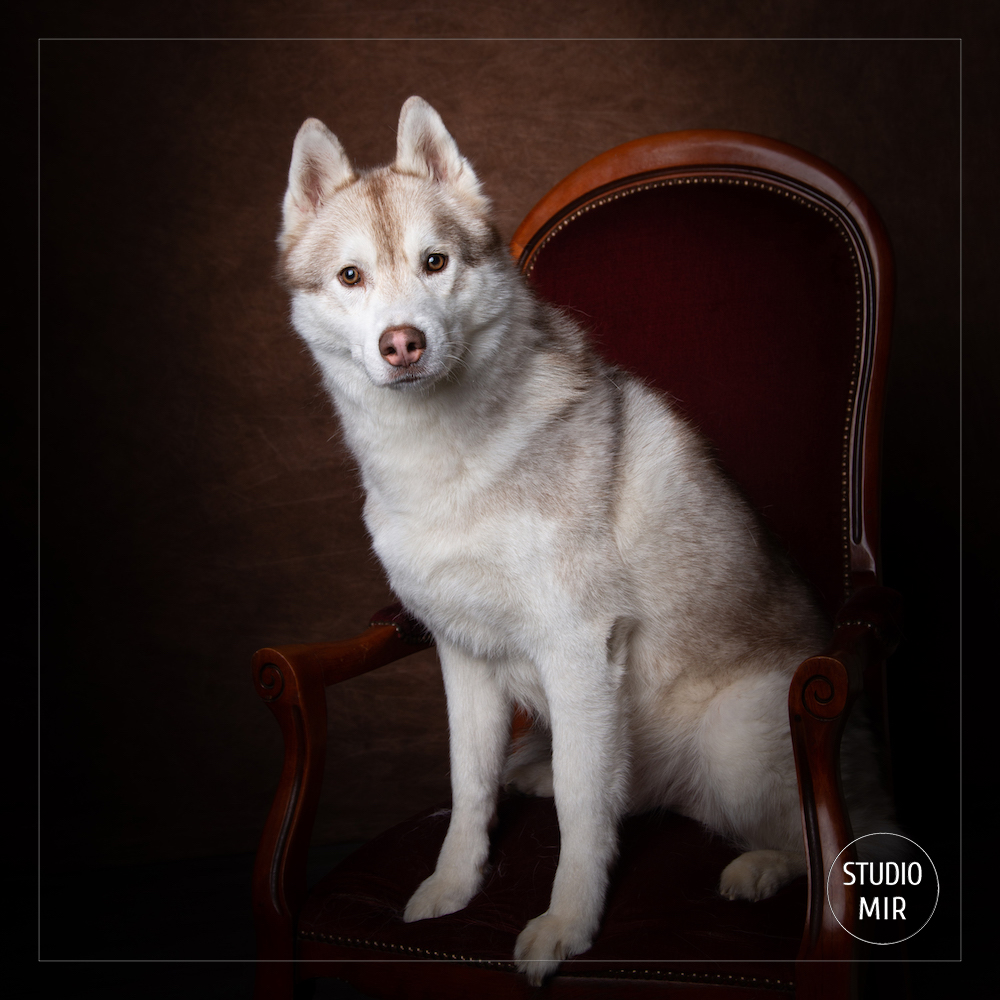 Photographe animalier près de Paris : shooting husky de Sibérie