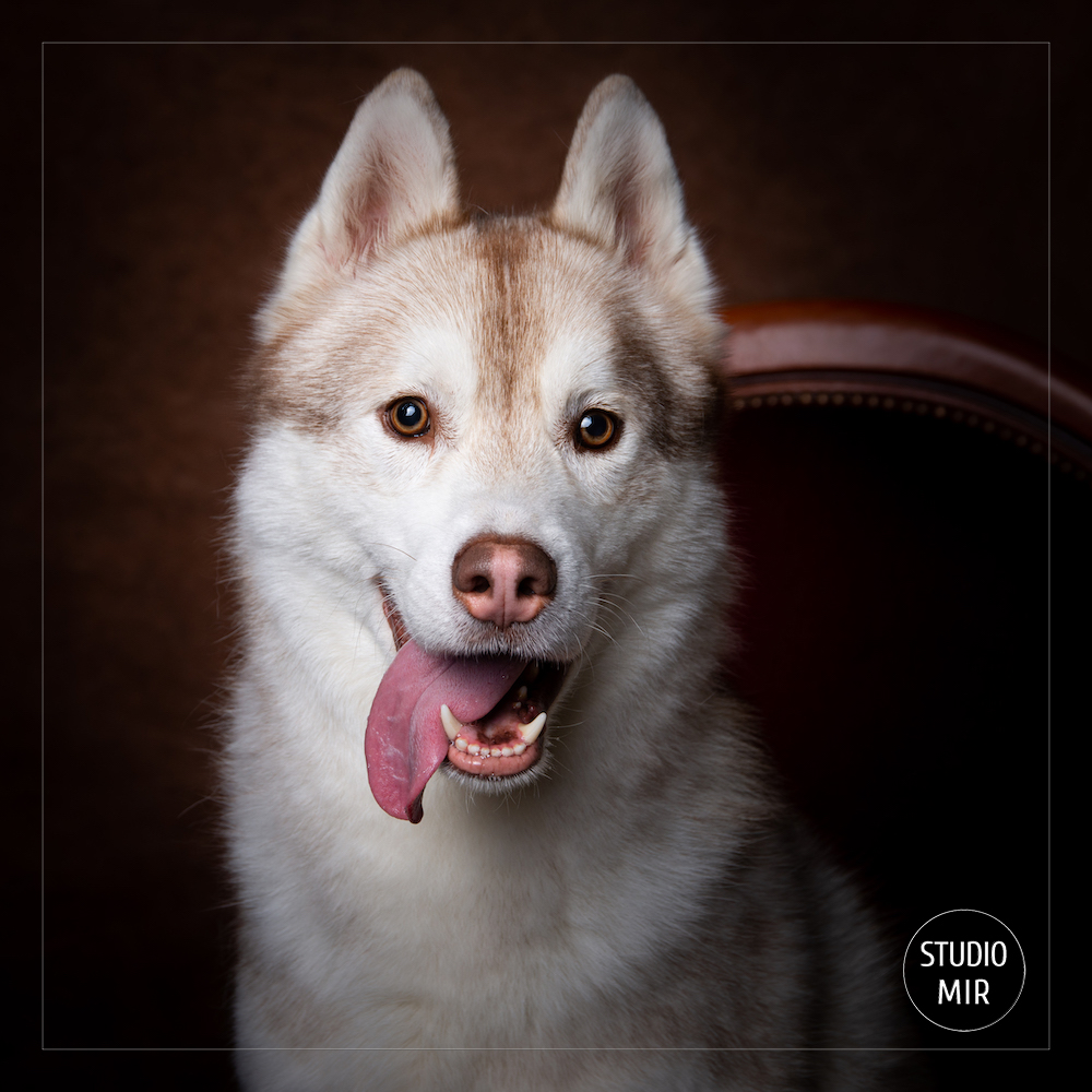 Photographe animalier près de Paris : shooting husky de Sibérie