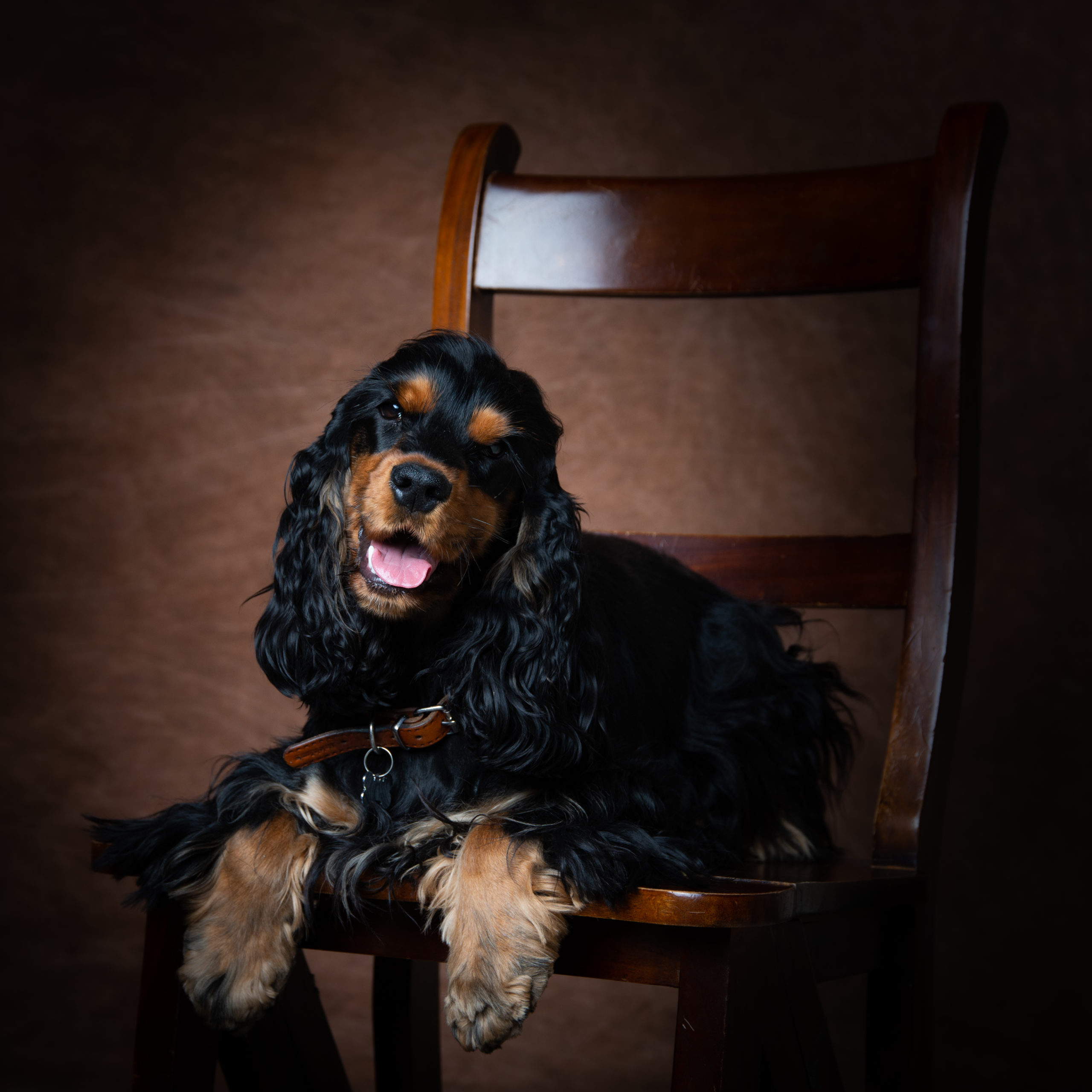 Photographe animaux de compagnie en studio dans le Val de Marne