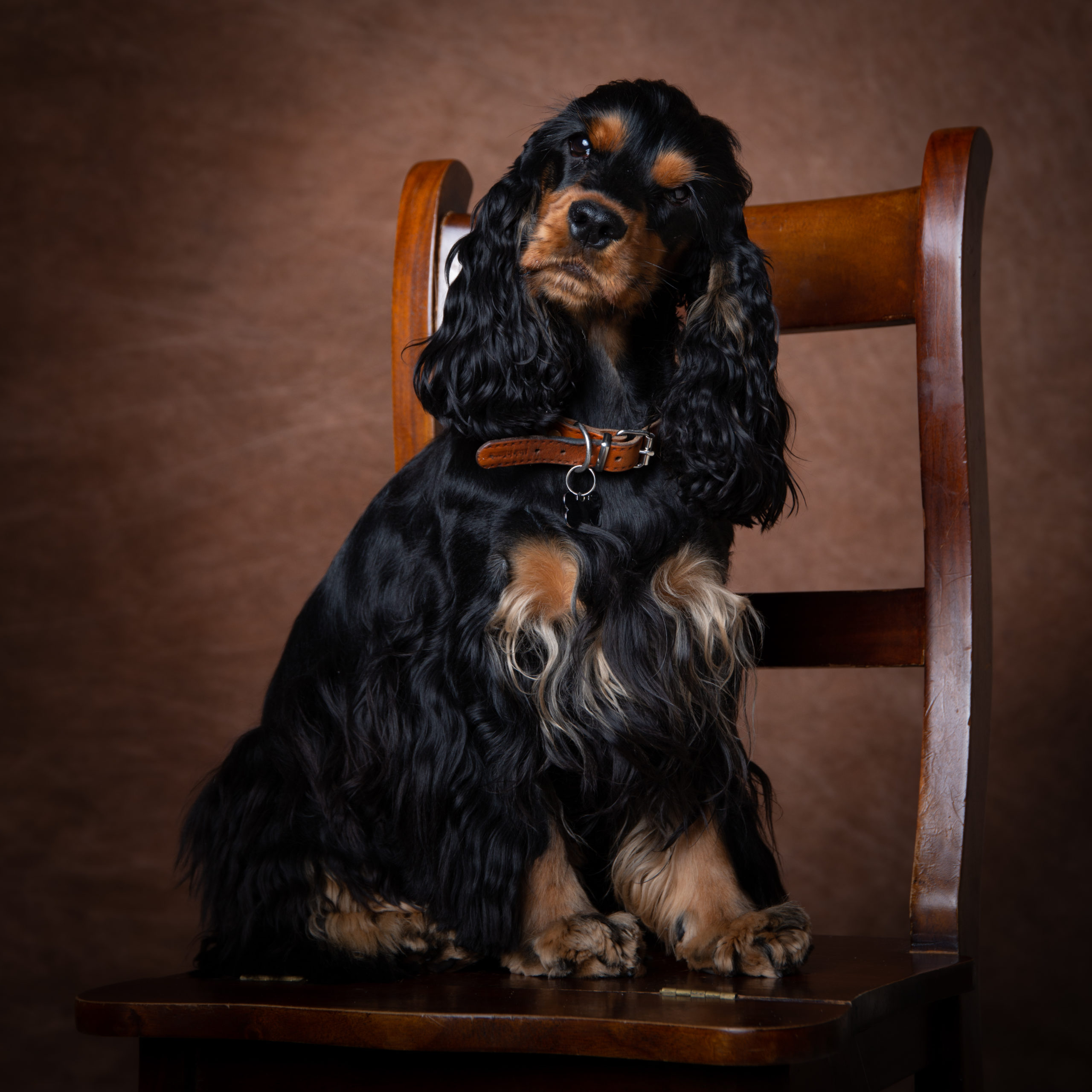 Photographe animaux de compagnie en studio dans le Val de Marne