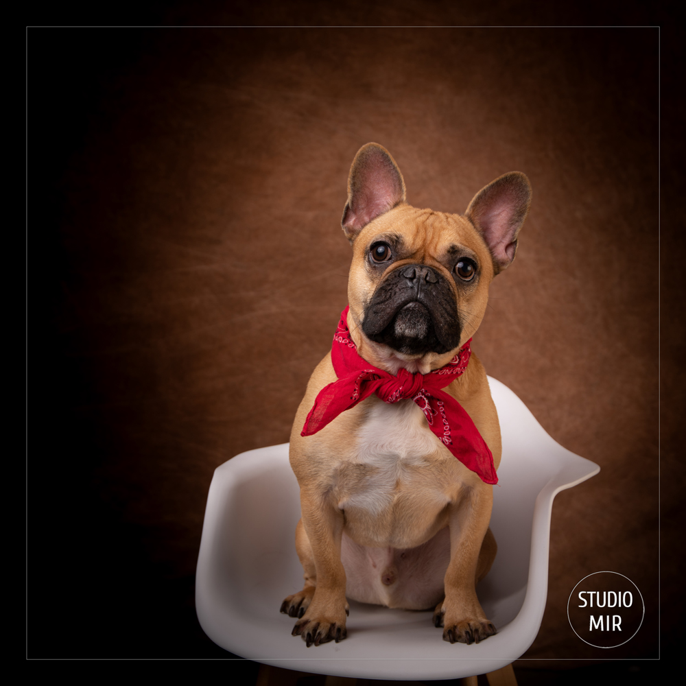 Photographe canin en région parisienne : Shooting photo bouledogue français