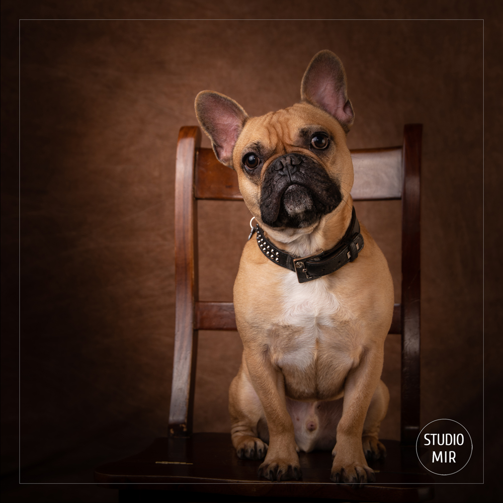 Photographe canin en région parisienne : Shooting photo bouledogue français