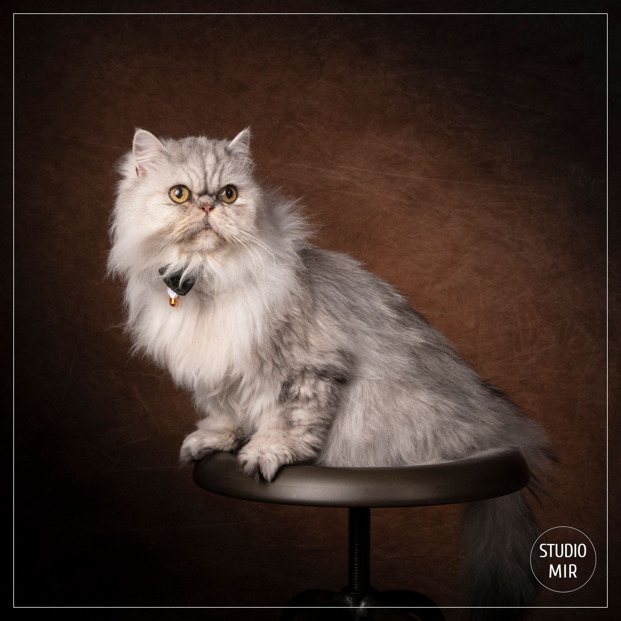 Photographe chat en région parisienne
