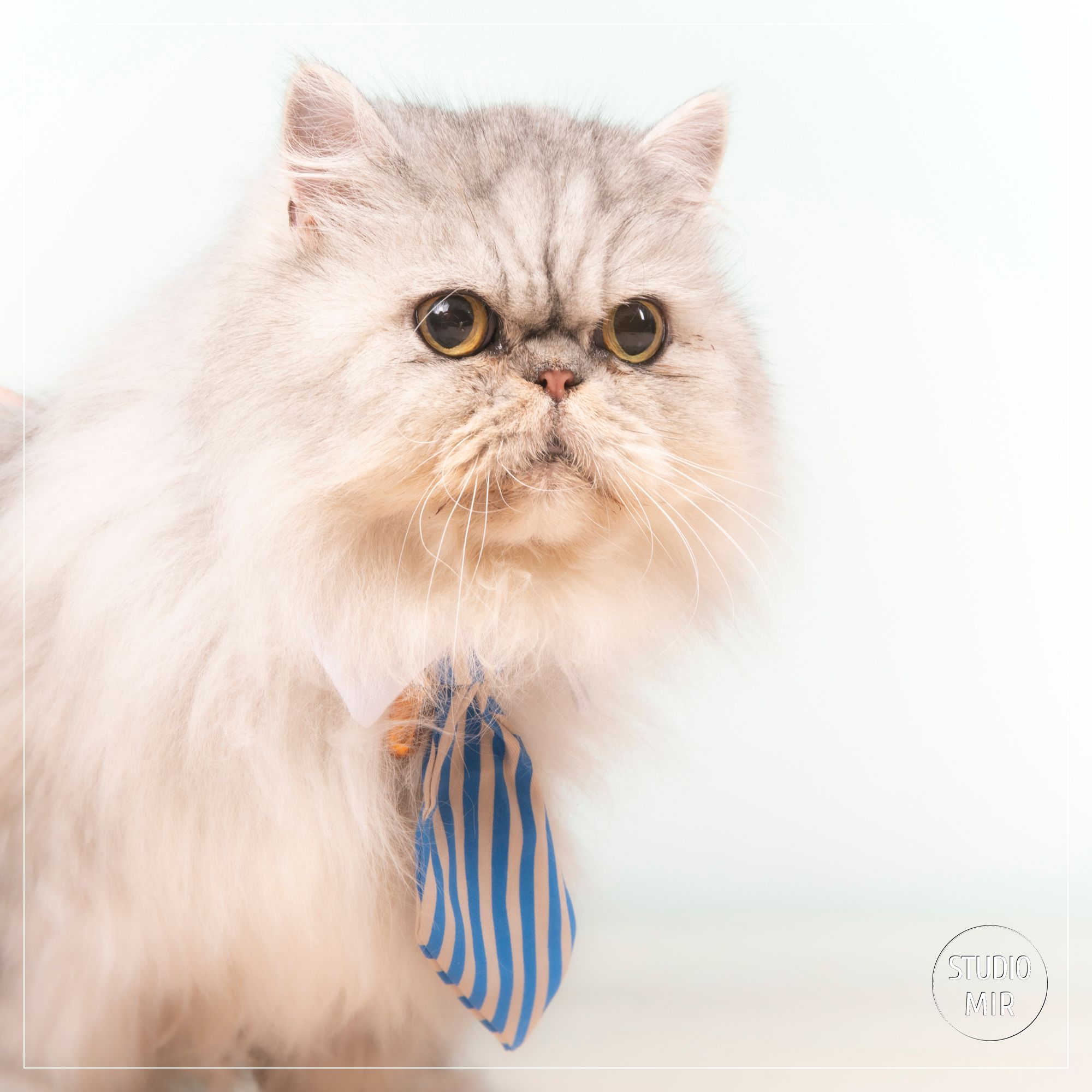 Photographe chat en région parisienne