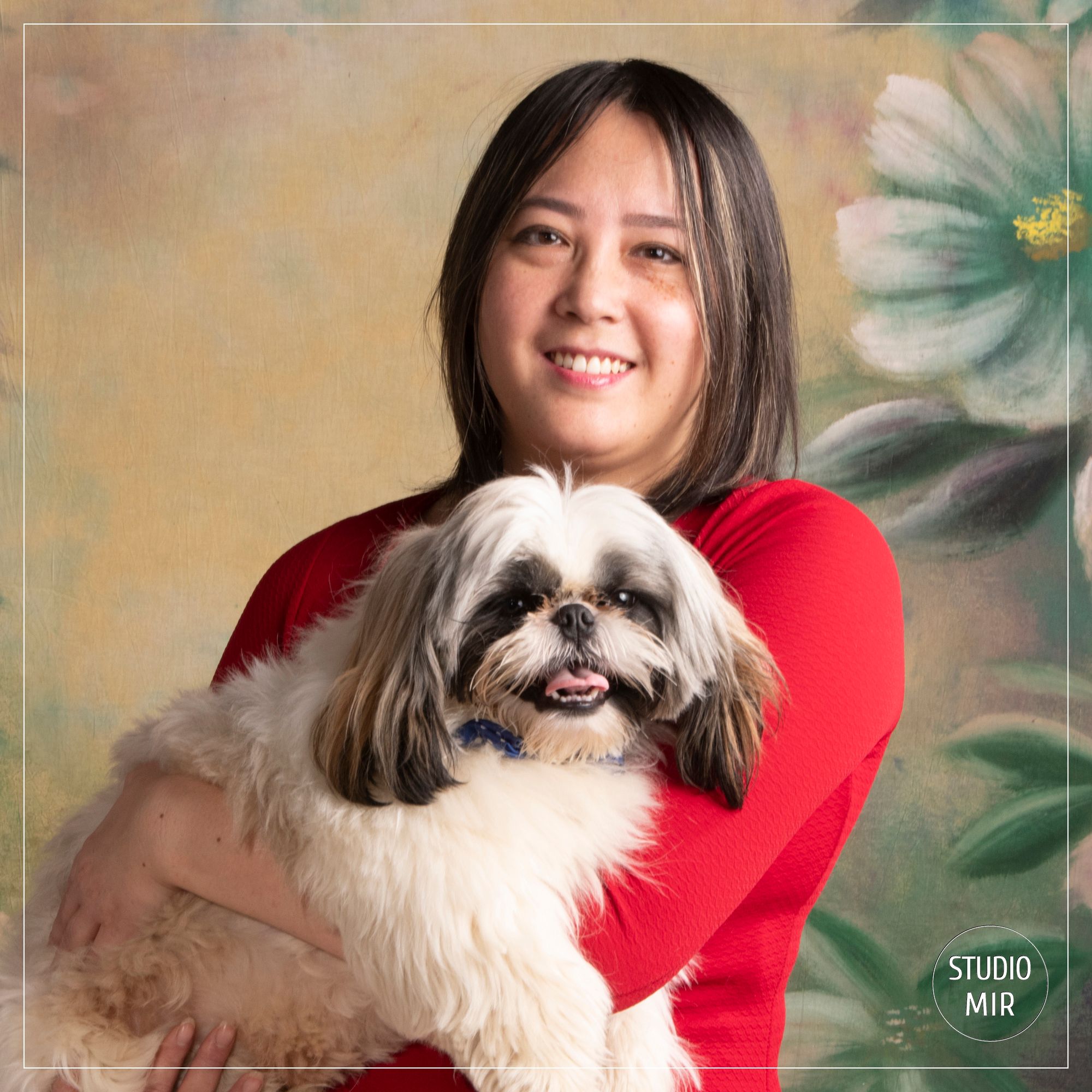 Photographe de chiens dans le Val de Marne : shooting Shi-tzu en studio