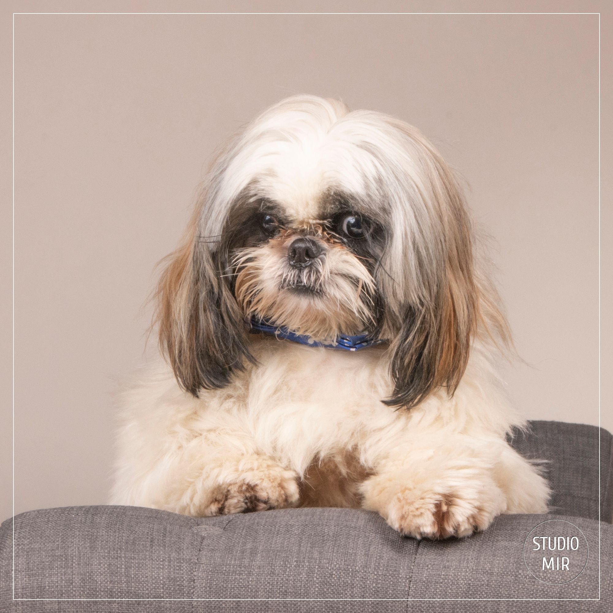 Photographe de chiens dans le Val de Marne : shooting Shi-tzu en studio