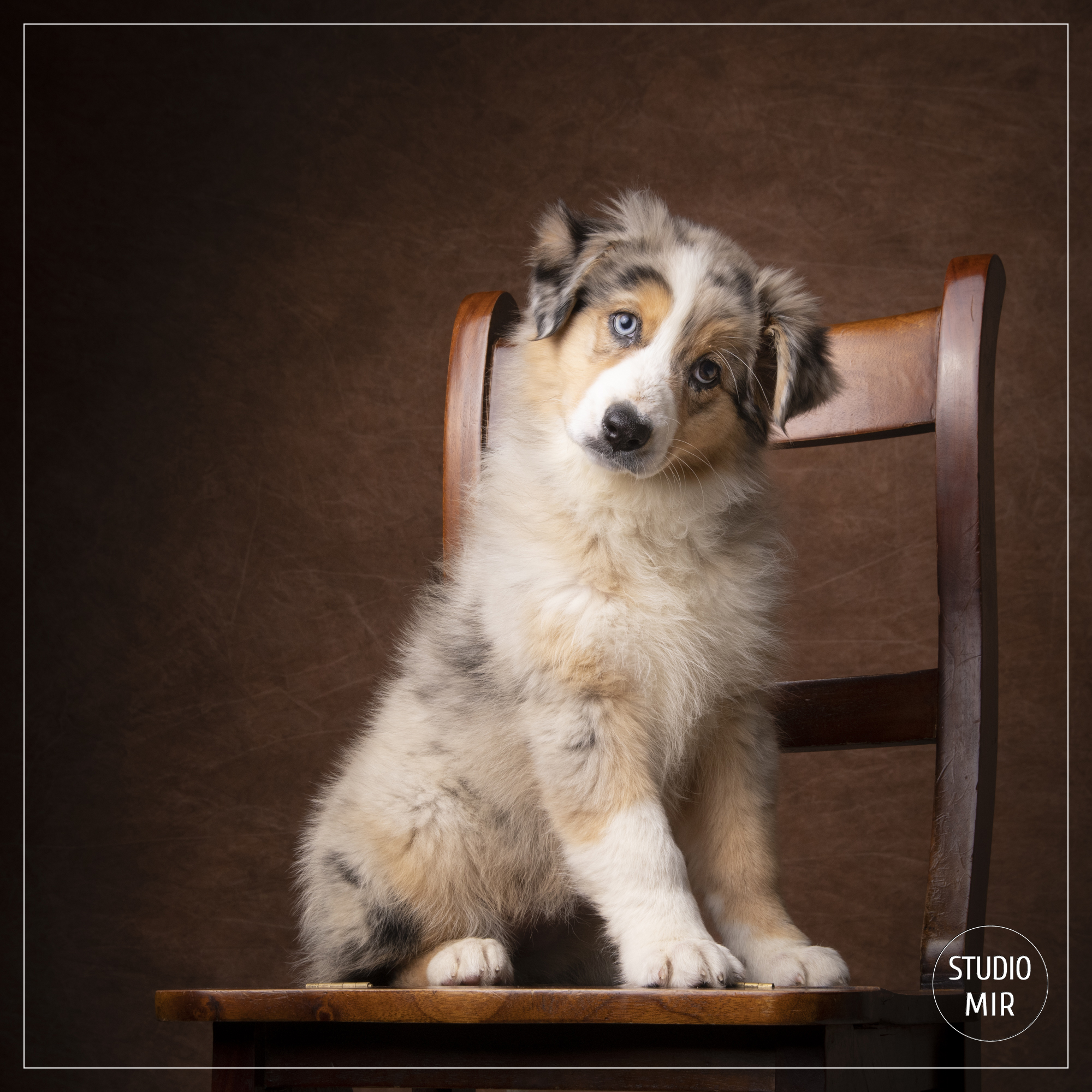 Shooting photo chien - chat dans le Val de Marne Shooting photo chien - chat dans le Val de Marne