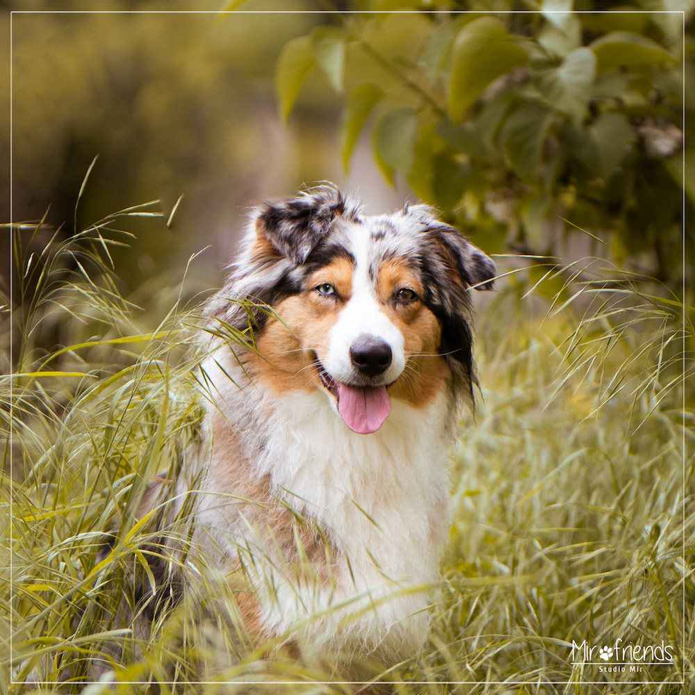 Photographe chien en extérieur dans le Val de Marne