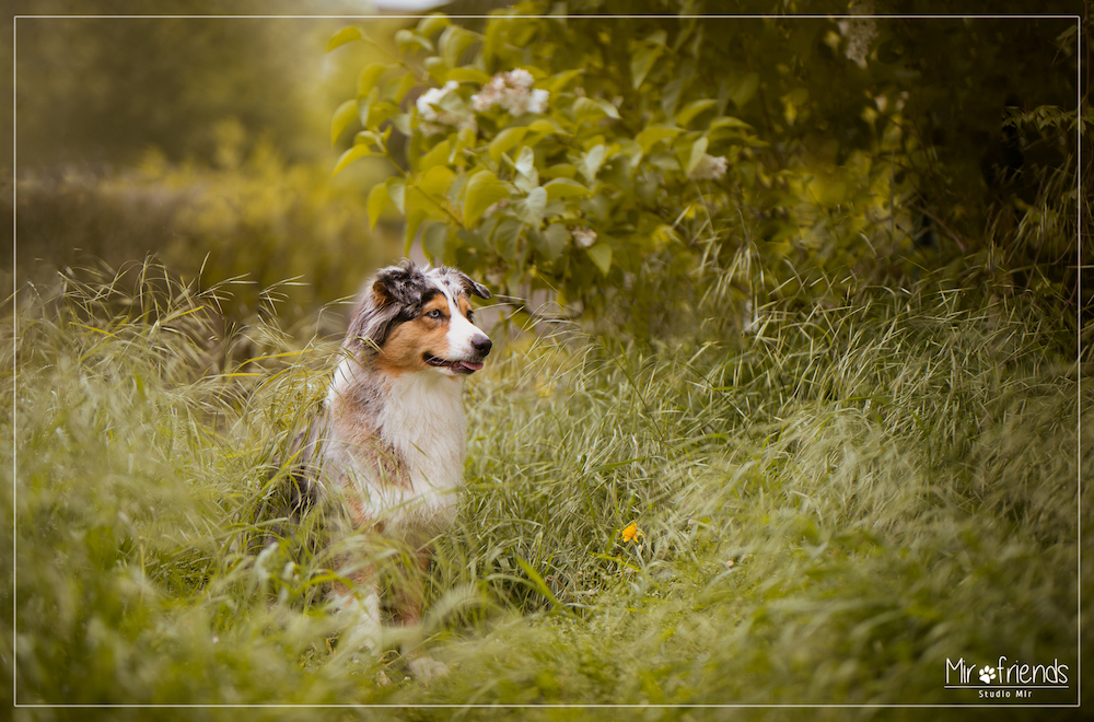 Photographe chien en exteirieur dans le Val de Marne