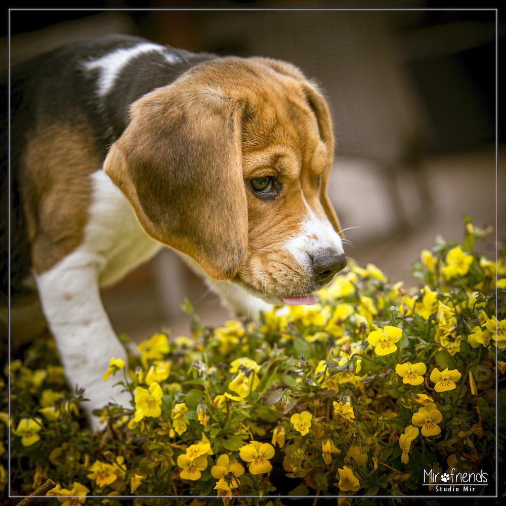 Photographe chien dans un parc dans le Val de Marne