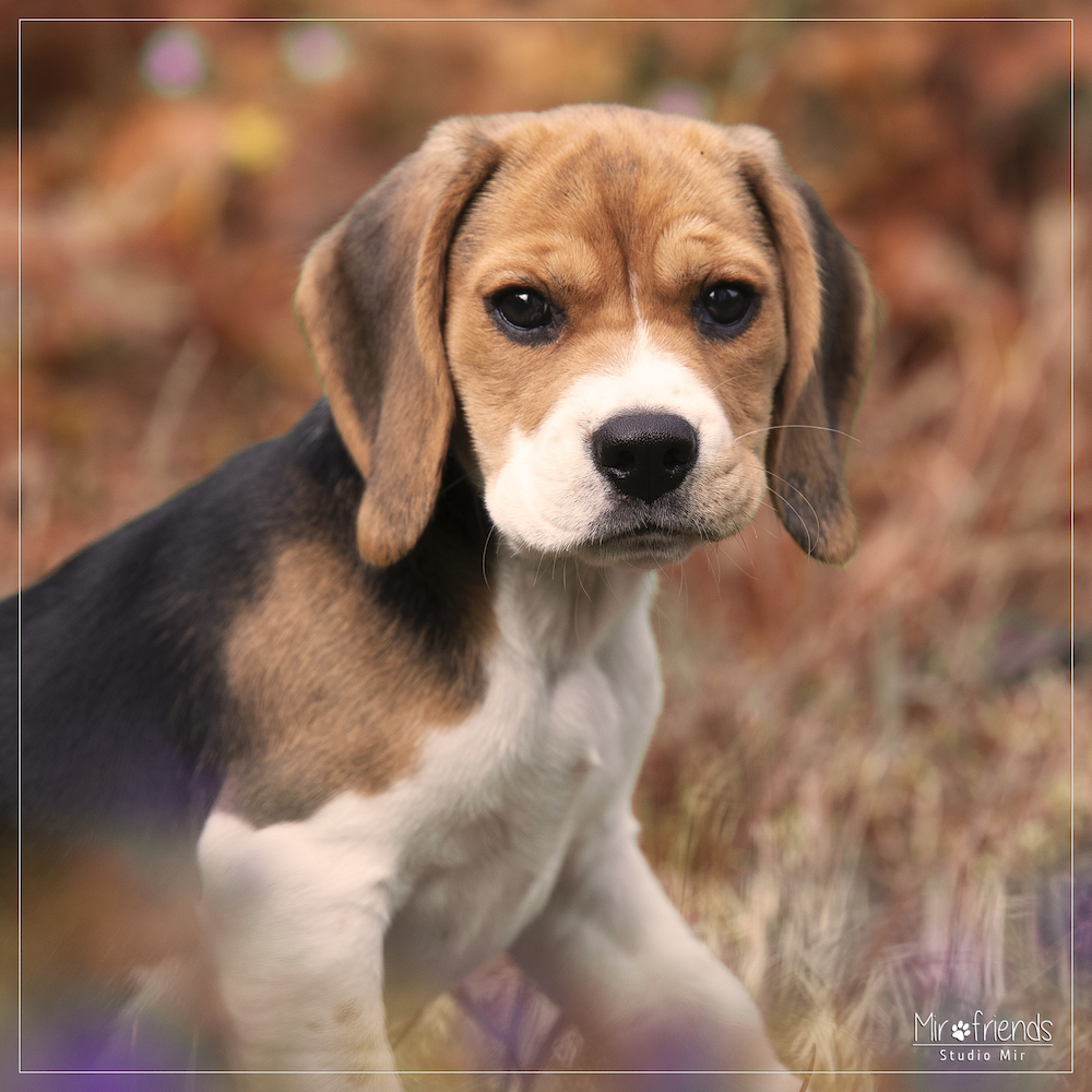 Photographe-canin-dans-le-94-Seance-photo-Beagle-en-exterieur- Photographe canin dans le 94 - Séance photo Beagle en extérieur