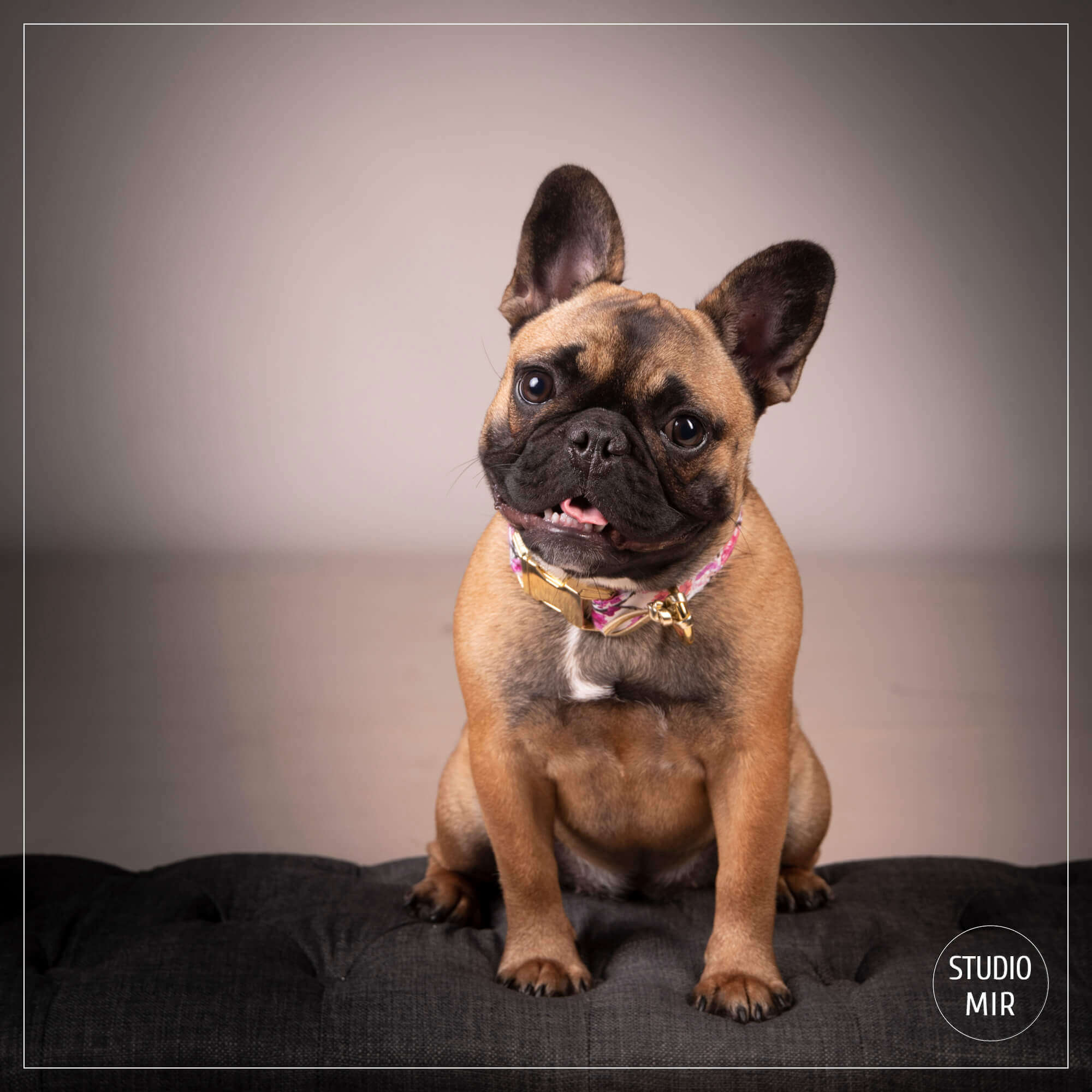 Idée cadeau pour Noël : Séance photo canine en studio près de Paris