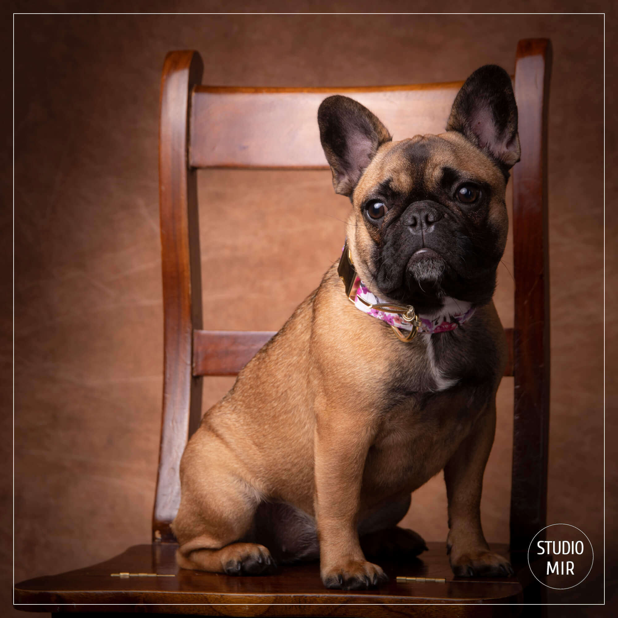 Idée cadeau pour Noël : Séance photo canine en studio près de Paris