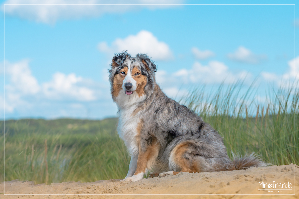 Photographe canin : Shooting photo de chien sur la plage au touquet