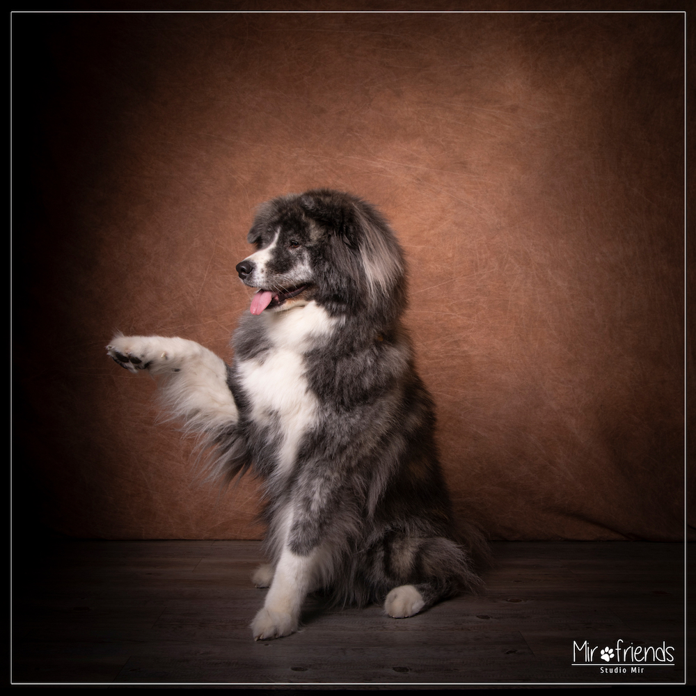 Idee-cadeau-pour-Noel-Seance-photo-animal-de-compagnie-94 Idée cadeau pour noel - Séance photo animal de compagnie 94
