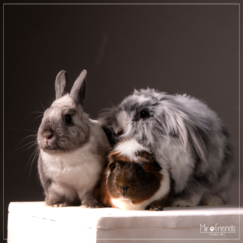 Photographe animalier dans le 94 - Séance photo Lapin et cochon d'Inde en studio