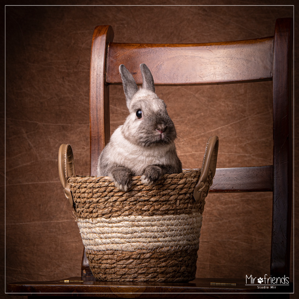 Photographe animalier dans le 94 - Séance photo Lapin et cochon d'Inde en studio