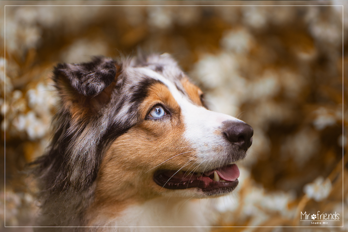 photographe-canin-94 Photographe canin dans le 94