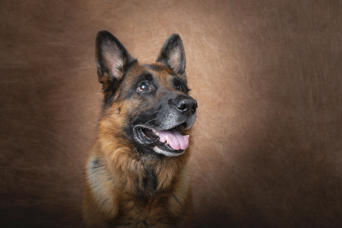 Photographe canin dans le 94 - Séance photo Berger Allemand