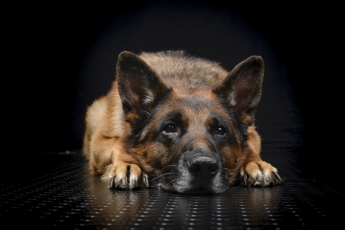 Photographe canin dans le 94 - Séance photo Berger Allemand