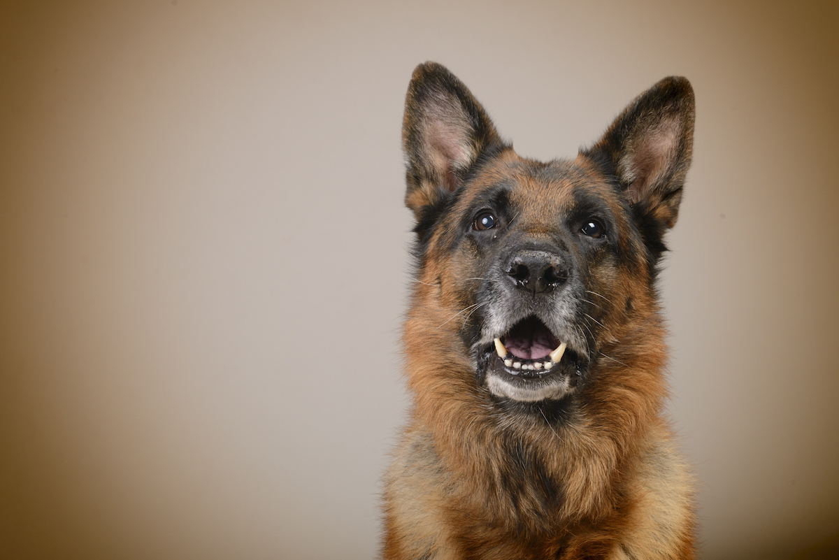 Photographe canin dans le 94 - Séance photo Berger Allemand