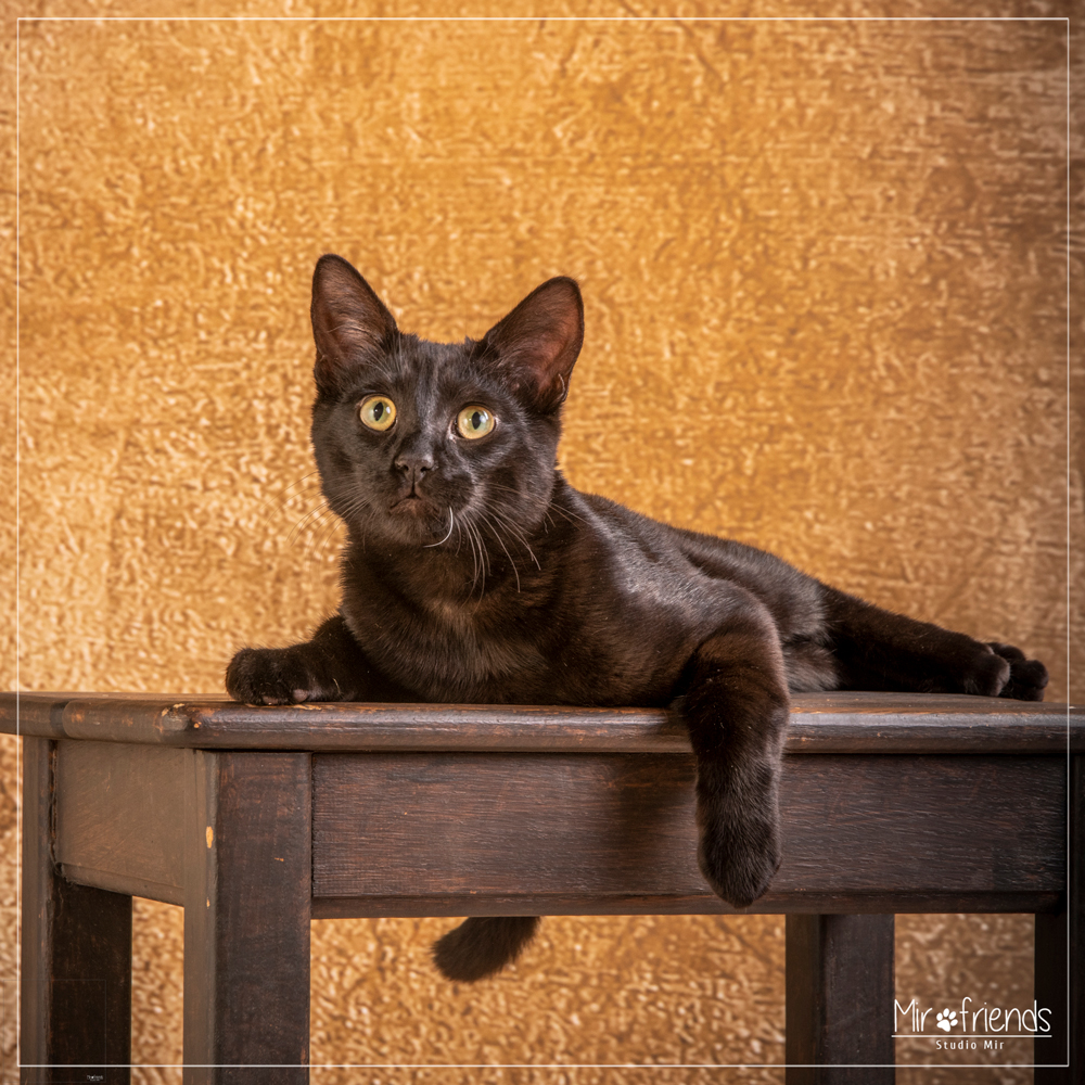 Photographe-chat-dans-le-94- Photographe chat dans le 94