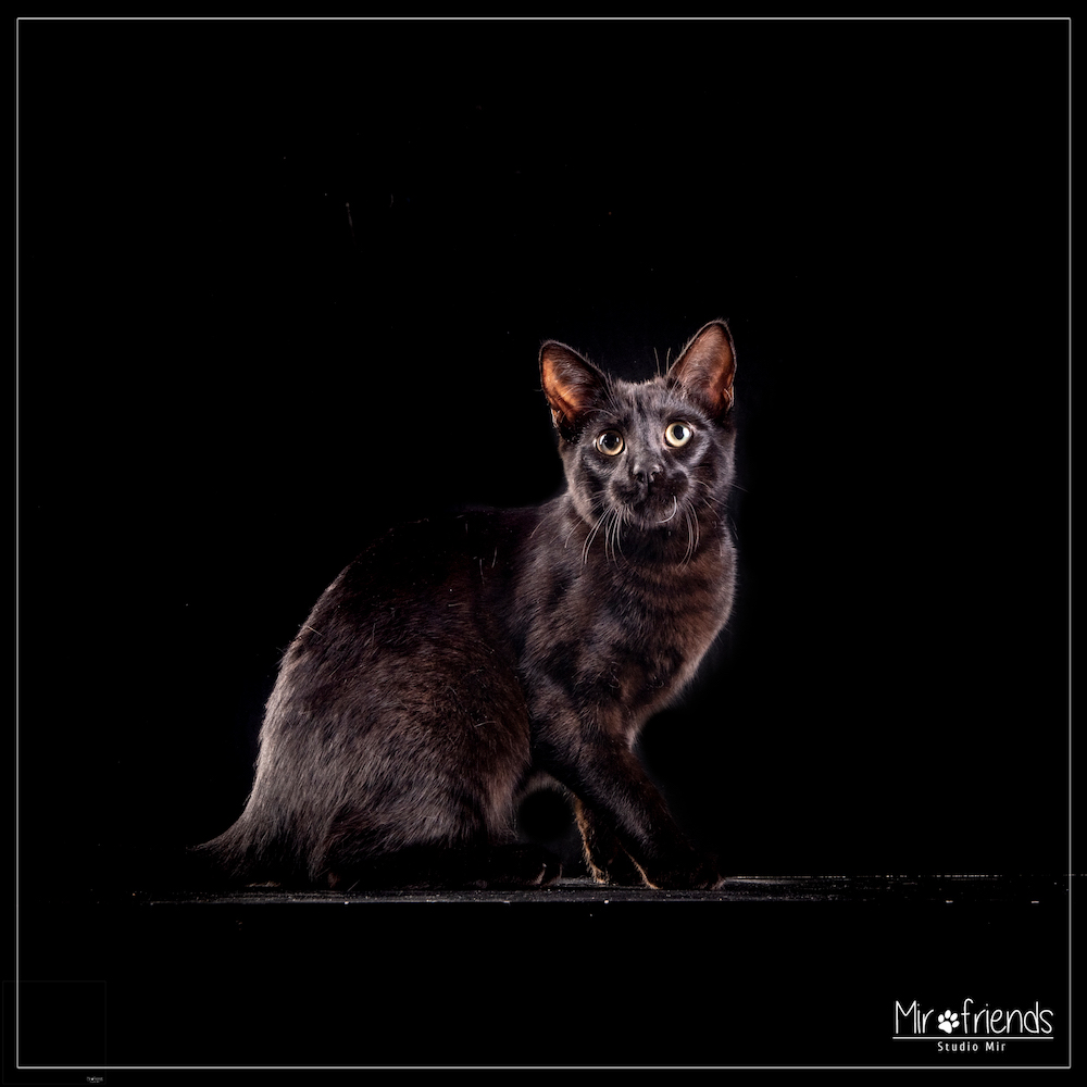 Photographe-chat-dans-le-94 Photographe chat dans le 94
