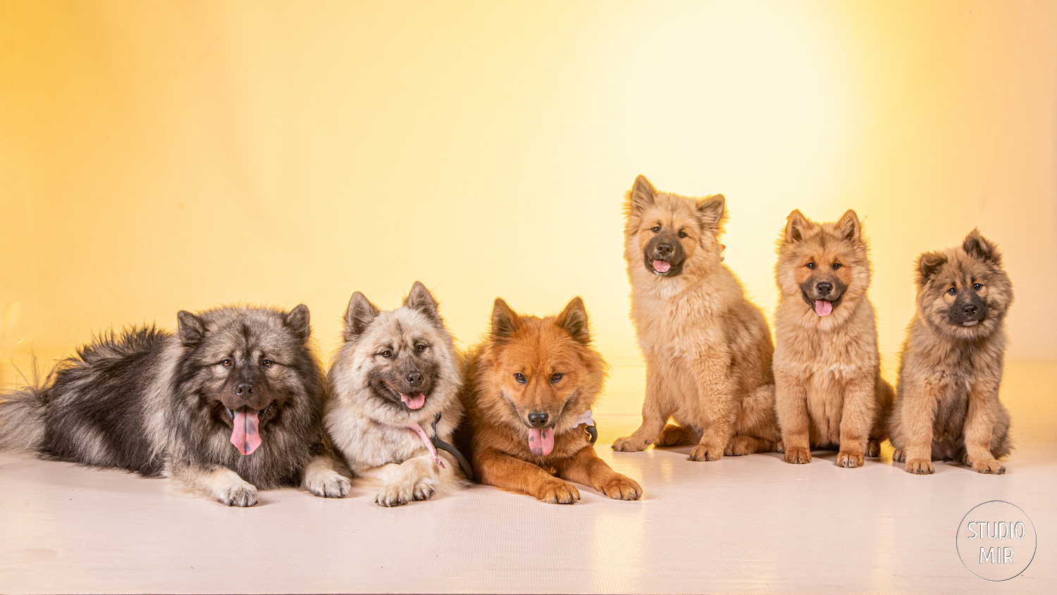 Photographe-chiens-chats-94-shooting-eurasier-en-studio-copie Photographe chien et chats dans le 94 : Shooting Eurasier en studio photo