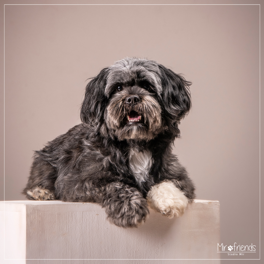 Séance photo canine en studio en IDF