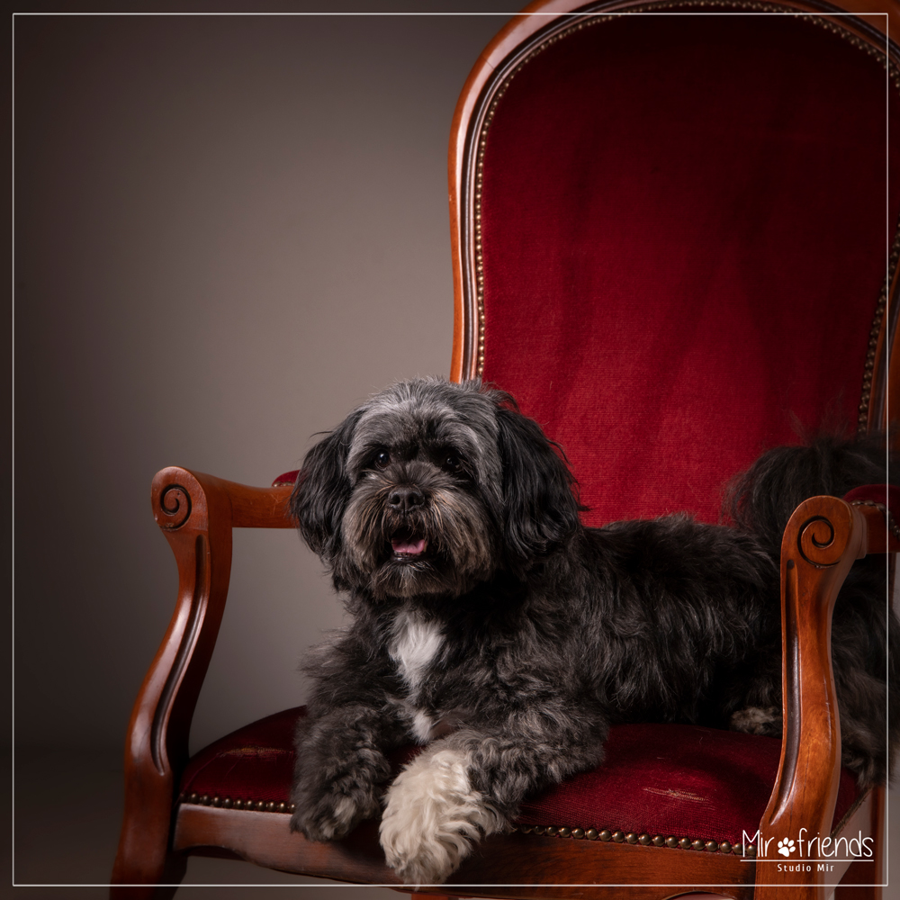 Séance photo canine en studio en IDF