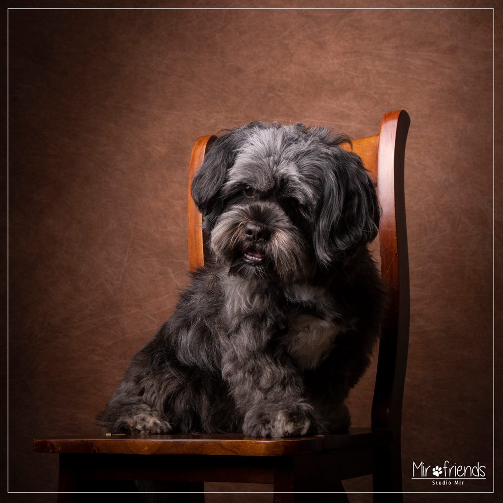 Seance-photo-canine-en-studio-en-IDF Séance photo canine en studio en IDF