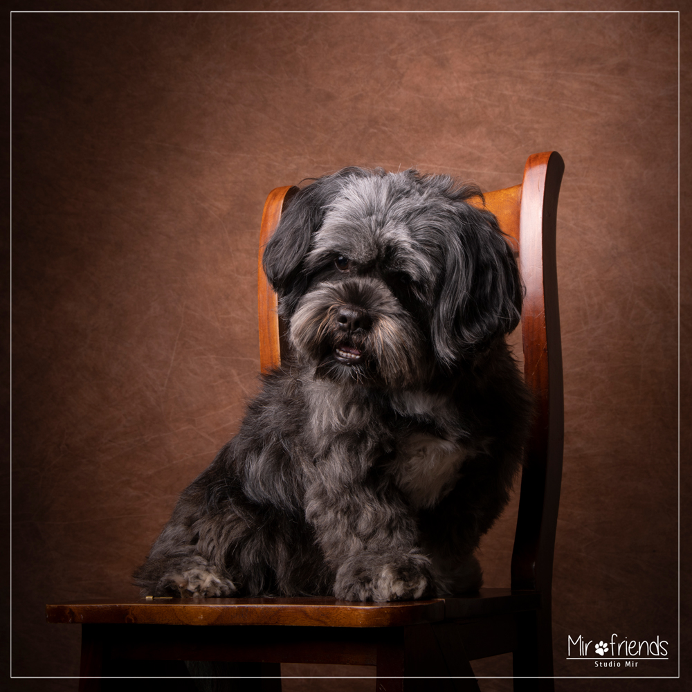 Séance photo canine en studio en IDF