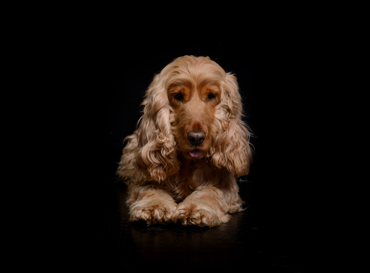 Séance photo en famille avec chien en IDF 