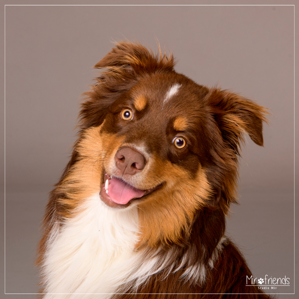 Photographe-canin-ile-de-france-- Photographe canin en Ile-de-France