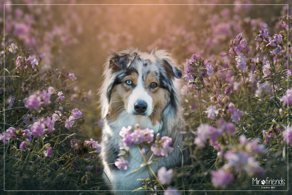 Shooting photo chien au Touquet